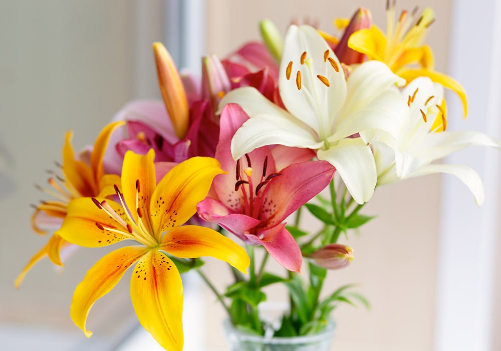 A bouquet of yellow, pink, and white lilies stands in a clear glass vase, set against a softly blurred indoor background.