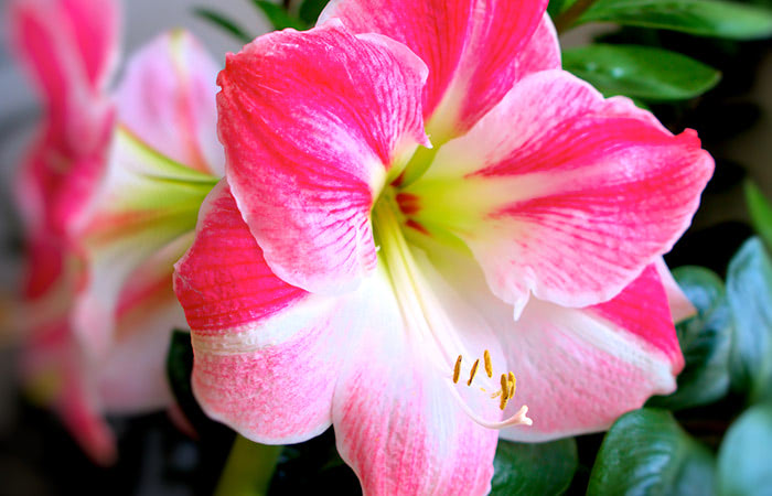 A pair of hot pink amaryllis blooms, surrounded by green leaves