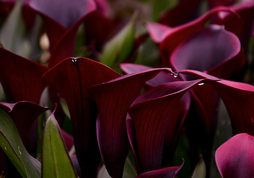 Photograph of zantedeschia 'black star' Calla Lilys