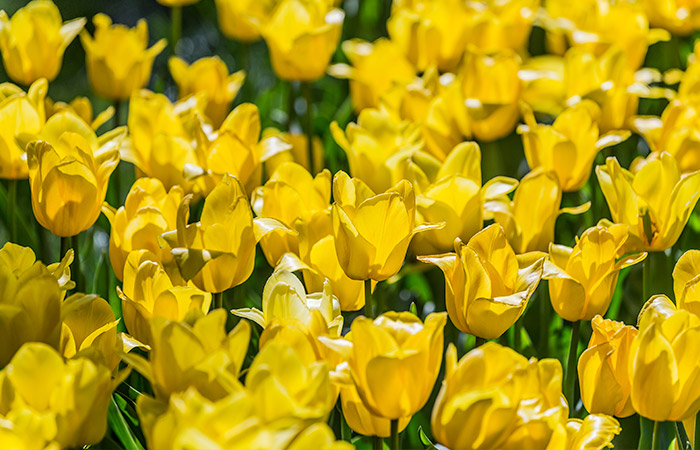 Yellow tulips bloom vibrantly, standing tall and closely packed in a sunlit garden, creating a bright, cheerful sea of flowers. Green stems and leaves provide contrasting accents amongst the blooms.