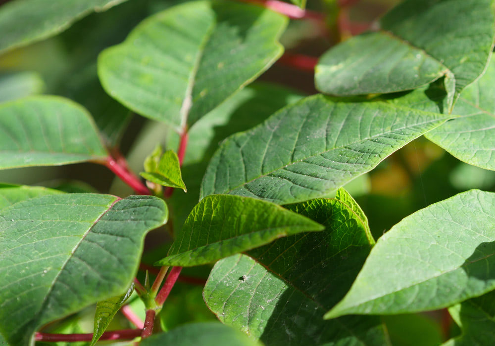 Green leaves with visible veins are attached to red stems, basking in sunlight, surrounded by more foliage in a natural outdoor setting.