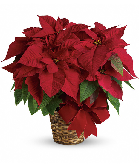 Red Poinsettia Plant