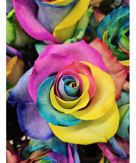 A rose with multicolored petals including yellow, pink, red, and purple.