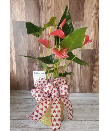 Valentine's  Anthurium Plant